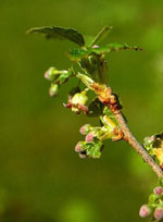 MSA RIBES NIGRUM 50 ML - Farmacia De Pasquale