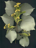 MSA TILIA TOMENTOSA 50 ML - Farmacia De Pasquale