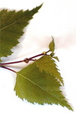 MSA BETULA VERRUCOSA 50 ML - Farmacia De Pasquale