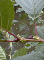 MSA ALNUS GLUTINOSA 50 ML - Farmacia De Pasquale