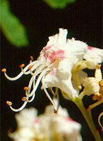MSA AESCULUS HIPPOCA 50 ML - Farmacia De Pasquale