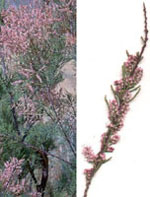 MSA TAMARIX GALLICA 50 ML - Farmacia De Pasquale