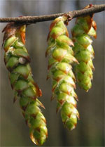 MSA CARPINUS BETULUS 50 ML - Farmacia De Pasquale