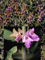 TSA SALVIA OFFICINALIS 50 ML - Farmacia De Pasquale