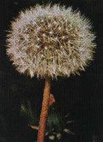 TSA TARAXACUN OFFICINALIS 50 ML - Farmacia De Pasquale