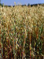 TSA AVENA SATIVA 50 ML - Farmacia De Pasquale