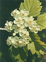 TSA CRATAEGUS OXYCANTHIA 50 ML - Farmacia De Pasquale