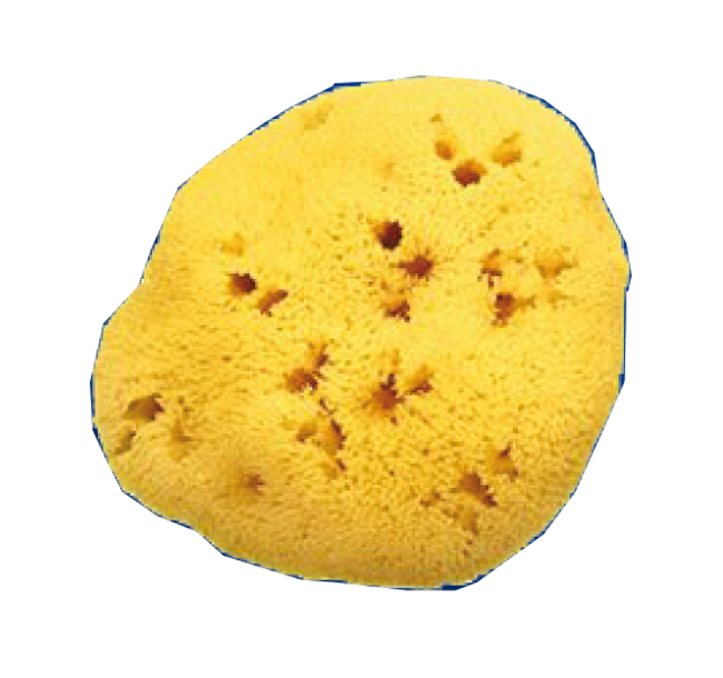 SPUGNA NAT FORI L 10/11 CM 7 - Farmacia De Pasquale