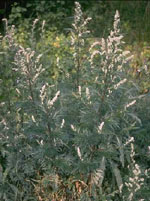 TSA ARTEMISIA VULGARIS 50 ML - Farmacia De Pasquale