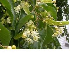 EIE TIGLIO 30 ML GOCCE - Farmacia De Pasquale